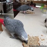 TALKING AFRICAN GREY