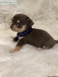 AKC Chihuahua Puppies