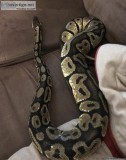 Kaa ball python