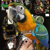 Hybrid macaws baby catalina macaw availa