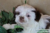 Shih Tzu Green Eyes Male