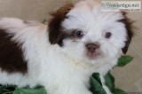 Shih Tzu Green Eyes Male Puppy