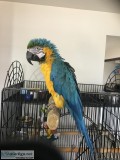 For sale Blue and Gold Macaw