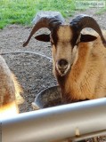 American Blackbelly Rams