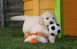 Playful Golden Retriever Puppies