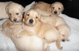 Quality Golden Retriever Puppies