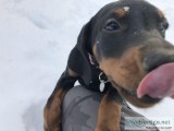 Doberman Puppies