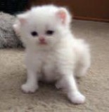 Adorable Persian Kitten