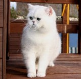 Hansom little Persian Kitten for good home