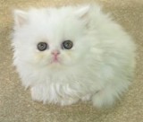 Persian Kittens Available