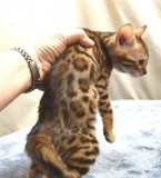 Malefemale bengal kittens