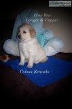 AKC Golden Retriever Puppies