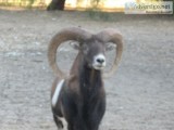 Mouflon or European Big Horn Sheep