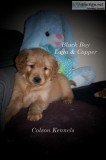 AKC Golden Retriever Puppies