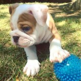 English Bulldog