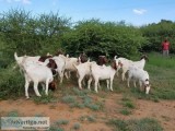 Male 100% full blood boer goats for sale