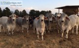 	red brahman heifers, pregnant cows and 