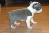 Boston Terrier Puppies For Sale