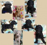 Standard Poodle Puppies