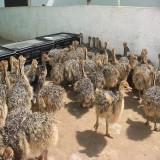 Ostrich chicks and guarantee fertile egg