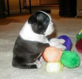 Boston terrier puppies for sale