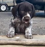 AKC German Shorthaired Pointer Pups