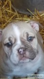 Old English Bulldog puppies registered 509-671-7273