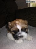 Beautiful AKC Shih Tzu puppies