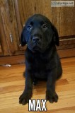 Adorable Male English Lab 10 weeks