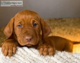 AKC VIZSLA pups