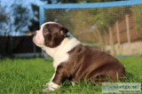 boston terrier puppies for sale.