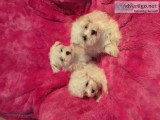 Maltese puppies