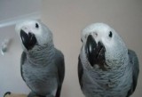 Beautiful Hand Reared Baby African Grey