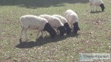 Dorper Sheep