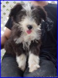 Bearded Collie Pups