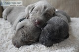 AKC Silver Labrador Retriever Puppies