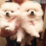 pomeranian puppies