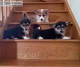 Cute Corgi Puppies