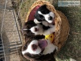 English Springer Spaniels