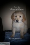 AKC Golden Retriever Puppies