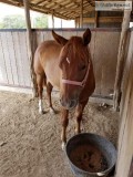 AQHA Long Yearling Filly for Sale