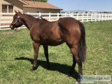 APHA Yearling filly