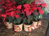 Buy Gift Plants Online in India at Green Decor