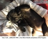 Beautiful Pug Puppies Ready Now Financing Available