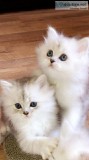 White Persian Kittens