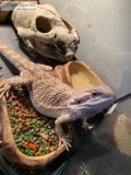 Bearded Dragon