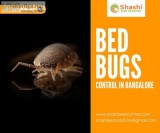 Bed Bugs Control Bangalore