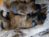 English mastiff pups