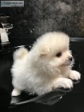 Cute micro tiny t-cup male and female available