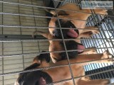 Mastiff puppies